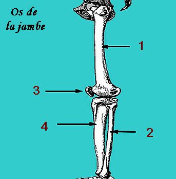 Schéma des os de la jambe
